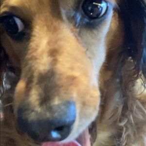 Meet your Posher, Ella